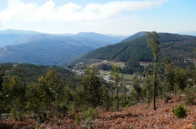 Green Savers &ndash; J&aacute; pode plantar uma &aacute;rvore pela floresta portuguesa. Basta ir aos correios