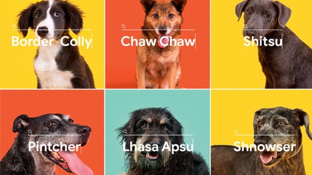 Marca de ração usa buscas por raças no Google para incentivar adoção de vira-latas